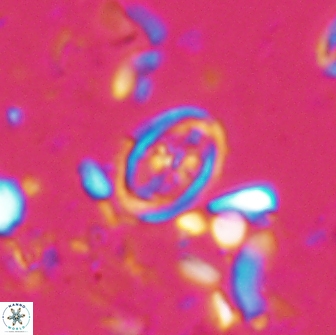 Bownia bilenii 17506