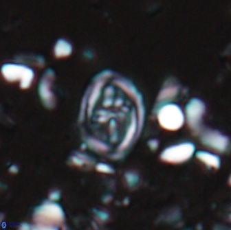 Bownia bilenii 17507