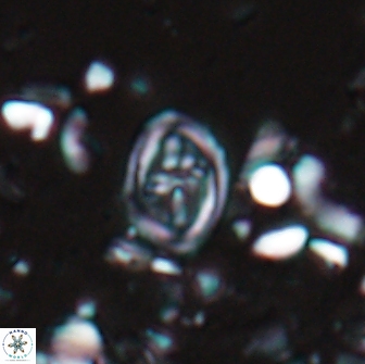 Bownia bilenii 17507