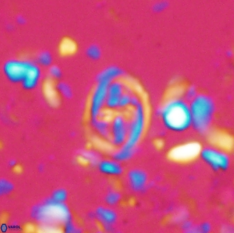 Bownia bilenii 17508