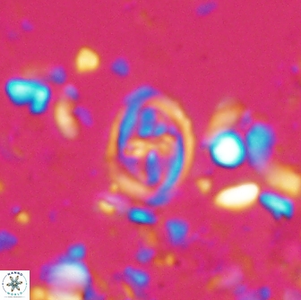 Bownia bilenii 17508