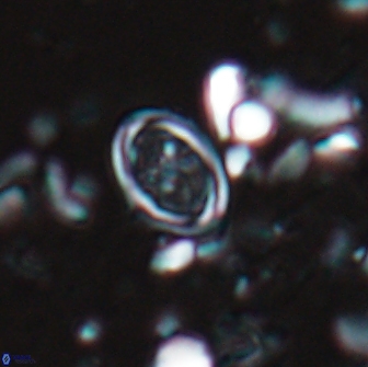 Bownia bilenii 17509