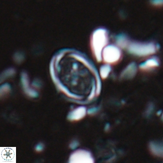 Bownia bilenii 17509