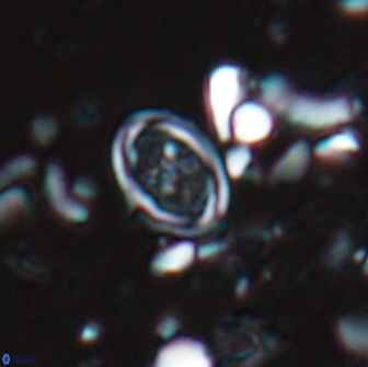 Bownia bilenii 17510