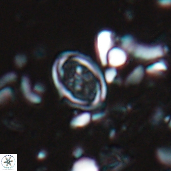 Bownia bilenii 17510