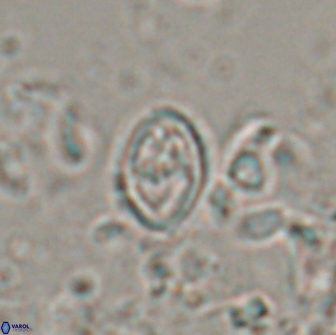 Bownia bilenii 17511