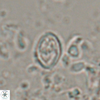 Bownia bilenii 17511