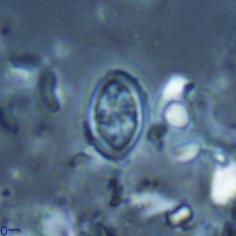 Bownia bilenii 17512