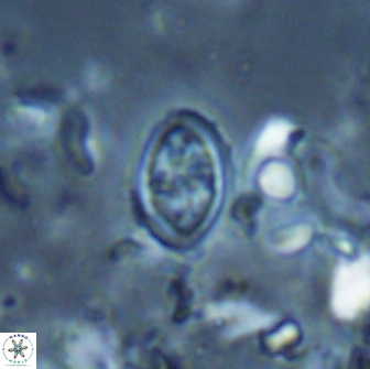 Bownia bilenii 17512