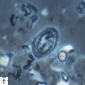 Bownia bilenii 17513