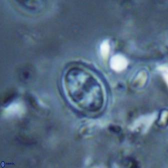 Bownia bilenii 17514