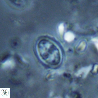 Bownia bilenii 17514