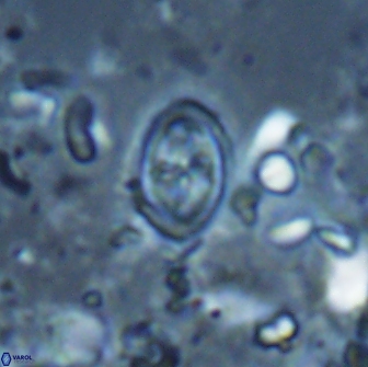 Bownia bilenii 17515