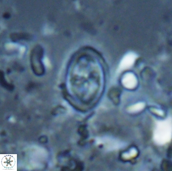 Bownia bilenii 17515