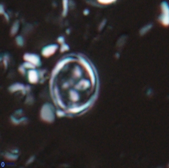 Bownia bilenii 17526