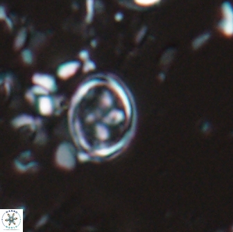 Bownia bilenii 17526