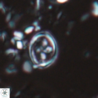 Bownia bilenii 17527