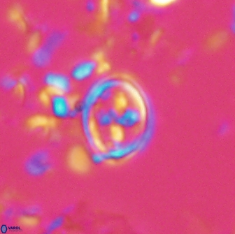 Bownia bilenii 17528