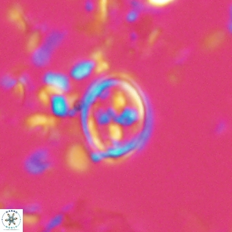 Bownia bilenii 17528
