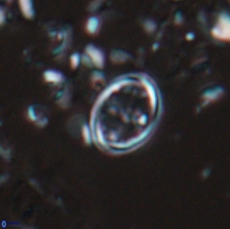 Bownia bilenii 17529