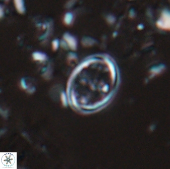 Bownia bilenii 17529