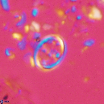 Bownia bilenii 17530