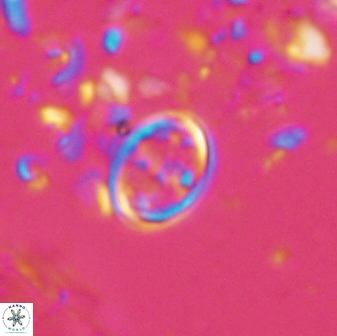 Bownia bilenii 17530