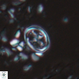 Bownia bilenii 17531