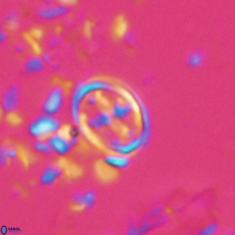 Bownia bilenii 17532