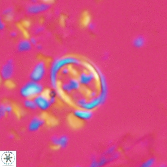 Bownia bilenii 17532