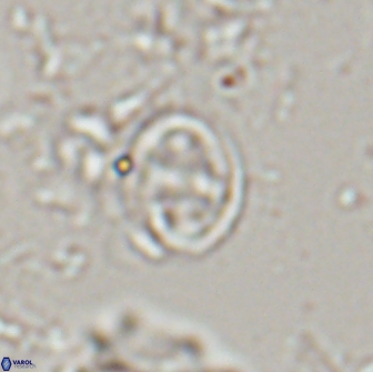 Bownia bilenii 17533