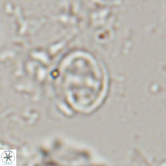 Bownia bilenii 17533