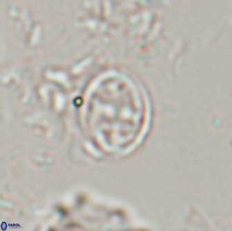 Bownia bilenii 17534