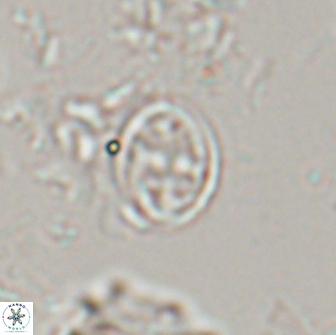 Bownia bilenii 17534