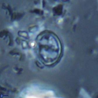 Bownia bilenii 17535