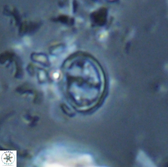Bownia bilenii 17535