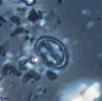 Bownia bilenii 17536