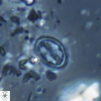 Bownia bilenii 17536