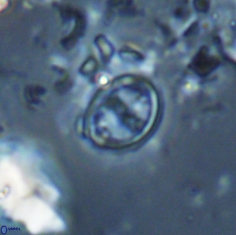 Bownia bilenii 17537