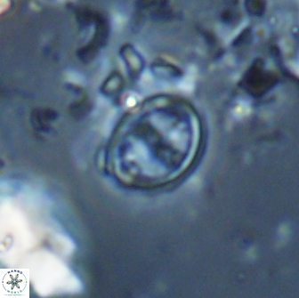 Bownia bilenii 17537