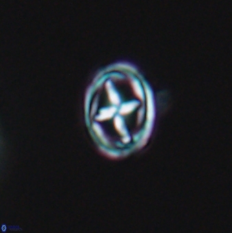 Bownia mutterlosei 11075