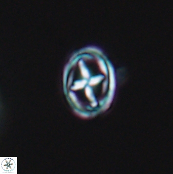 Bownia mutterlosei 11075