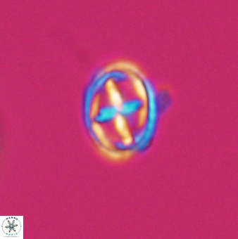 Bownia mutterlosei 11076