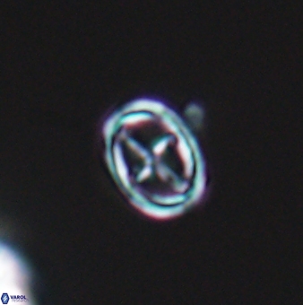 Bownia mutterlosei 11077