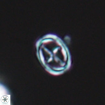 Bownia mutterlosei 11077