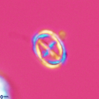 Bownia mutterlosei 11078