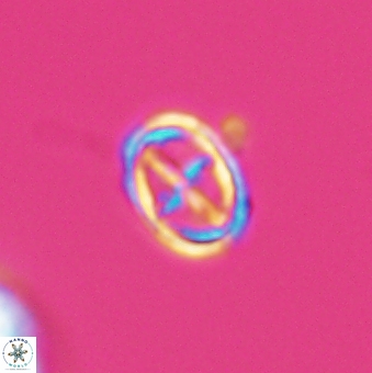 Bownia mutterlosei 11078