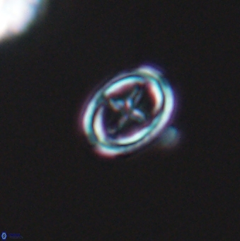 Bownia mutterlosei 11079