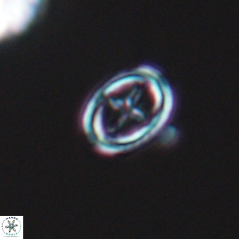 Bownia mutterlosei 11079