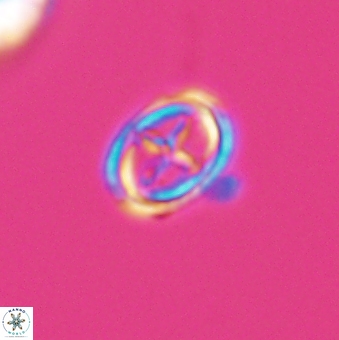 Bownia mutterlosei 11080